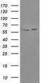 Amidophosphoribosyltransferase antibody, TA504481, Origene, Western Blot image 