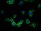 Riboflavin transporter 2 antibody, orb46559, Biorbyt, Immunofluorescence image 