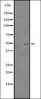 MCF.2 Cell Line Derived Transforming Sequence antibody, orb335370, Biorbyt, Western Blot image 