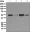 HNF-3A antibody, TA307291, Origene, Western Blot image 