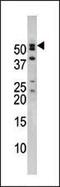 Nuclear pore complex protein Nup50 antibody, PA5-11742, Invitrogen Antibodies, Western Blot image 