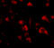 Sprouty Related EVH1 Domain Containing 3 antibody, 4851, ProSci, Immunofluorescence image 