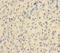 Histone Cluster 1 H2B Family Member N antibody, A51217-100, Epigentek, Immunohistochemistry paraffin image 