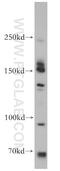 p180 antibody, 18715-1-AP, Proteintech Group, Western Blot image 