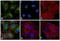 Rat IgG Isotype Control antibody, PA1-29948, Invitrogen Antibodies, Immunofluorescence image 