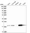 ADP Ribosylation Factor Like GTPase 17B antibody, HPA046814, Atlas Antibodies, Western Blot image 