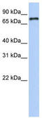 Nuclear receptor subfamily 1 group D member 1 antibody, TA338008, Origene, Western Blot image 