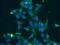 Glutaminase antibody, 12855-1-AP, Proteintech Group, Immunofluorescence image 