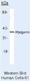 Myogenin antibody, MA5-11486, Invitrogen Antibodies, Western Blot image 