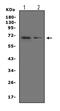 PTPN11 antibody, PA1860, Boster Biological Technology, Western Blot image 