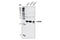 Protein lin-28 homolog A antibody, 5930S, Cell Signaling Technology, Western Blot image 
