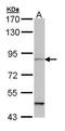 Microtubule Affinity Regulating Kinase 1 antibody, GTX111948, GeneTex, Western Blot image 