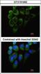 YARS antibody, GTX101492, GeneTex, Immunocytochemistry image 
