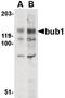 BUB1 Mitotic Checkpoint Serine/Threonine Kinase antibody, PA5-20381, Invitrogen Antibodies, Western Blot image 