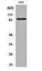 Integrin Subunit Alpha V antibody, orb159417, Biorbyt, Western Blot image 