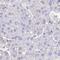 LHFPL Tetraspan Subfamily Member 6 antibody, HPA058975, Atlas Antibodies, Immunohistochemistry frozen image 