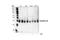 Gap Junction Protein Alpha 1 antibody, 3512S, Cell Signaling Technology, Western Blot image 