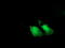 Low Density Lipoprotein Receptor Adaptor Protein 1 antibody, LS-C786628, Lifespan Biosciences, Immunofluorescence image 