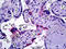 Docking protein 3 antibody, TA318580, Origene, Immunohistochemistry paraffin image 