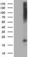 Destrin, Actin Depolymerizing Factor antibody, CF502625, Origene, Western Blot image 