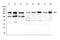 BCL9 Like antibody, A05905, Boster Biological Technology, Western Blot image 