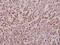 Midline 1 antibody, PA5-36305, Invitrogen Antibodies, Immunohistochemistry frozen image 