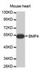 Bone Morphogenetic Protein 4 antibody, MBS125194, MyBioSource, Western Blot image 