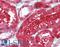 Glypican-6 antibody, LS-B15425, Lifespan Biosciences, Immunohistochemistry paraffin image 