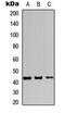 JunB Proto-Oncogene, AP-1 Transcription Factor Subunit antibody, MBS8209031, MyBioSource, Western Blot image 