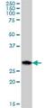 Endoplasmic Reticulum Protein 27 antibody, H00121506-B01P, Novus Biologicals, Western Blot image 