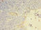 Killer Cell Lectin Like Receptor C2 antibody, A50326-100, Epigentek, Immunohistochemistry paraffin image 