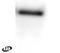 GRIN2B antibody, OPA1-04022, Invitrogen Antibodies, Western Blot image 
