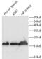 CD154 / CD40L antibody, FNab10361, FineTest, Western Blot image 
