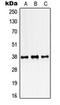 Single Stranded DNA Binding Protein 2 antibody, orb215094, Biorbyt, Western Blot image 