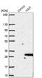Isoprenylcysteine Carboxyl Methyltransferase antibody, PA5-56904, Invitrogen Antibodies, Western Blot image 