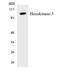 Hexokinase 3 antibody, EKC1745, Boster Biological Technology, Western Blot image 