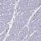 Myosin-binding protein H antibody, HPA061383, Atlas Antibodies, Immunohistochemistry frozen image 