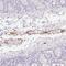 Zinc Finger Protein 689 antibody, NBP2-33752, Novus Biologicals, Immunohistochemistry frozen image 