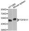 Transforming Growth Factor Beta 1 Induced Transcript 1 antibody, orb374142, Biorbyt, Western Blot image 