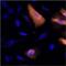 His tag antibody, MA1-21315-A555, Invitrogen Antibodies, Immunofluorescence image 