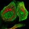 Round Spermatid Basic Protein 1 Like antibody, HPA020413, Atlas Antibodies, Immunofluorescence image 
