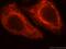 P53 And DNA Damage Regulated 1 antibody, 16968-1-AP, Proteintech Group, Immunofluorescence image 