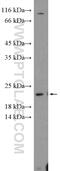 IL-6 antibody, 26404-1-AP, Proteintech Group, Western Blot image 