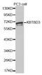 Kelch Repeat And BTB Domain Containing 3 antibody, LS-C335207, Lifespan Biosciences, Western Blot image 
