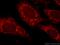 ATP Synthase Peripheral Stalk Subunit OSCP antibody, 10994-1-AP, Proteintech Group, Immunofluorescence image 