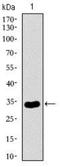 Neuronal Cell Adhesion Molecule antibody, NBP2-37379, Novus Biologicals, Western Blot image 