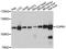 Coatomer Protein Complex Subunit Beta 1 antibody, abx125701, Abbexa, Western Blot image 