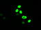 c-Myc antibody, TA500002, Origene, Immunofluorescence image 