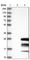 Gametocyte-specific factor 1 antibody, HPA038876, Atlas Antibodies, Western Blot image 