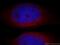 Pancreatic Progenitor Cell Differentiation And Proliferation Factor antibody, 19912-1-AP, Proteintech Group, Immunofluorescence image 